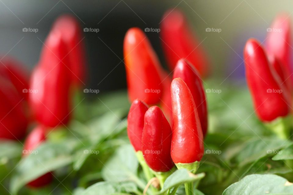 Red pepper plantation