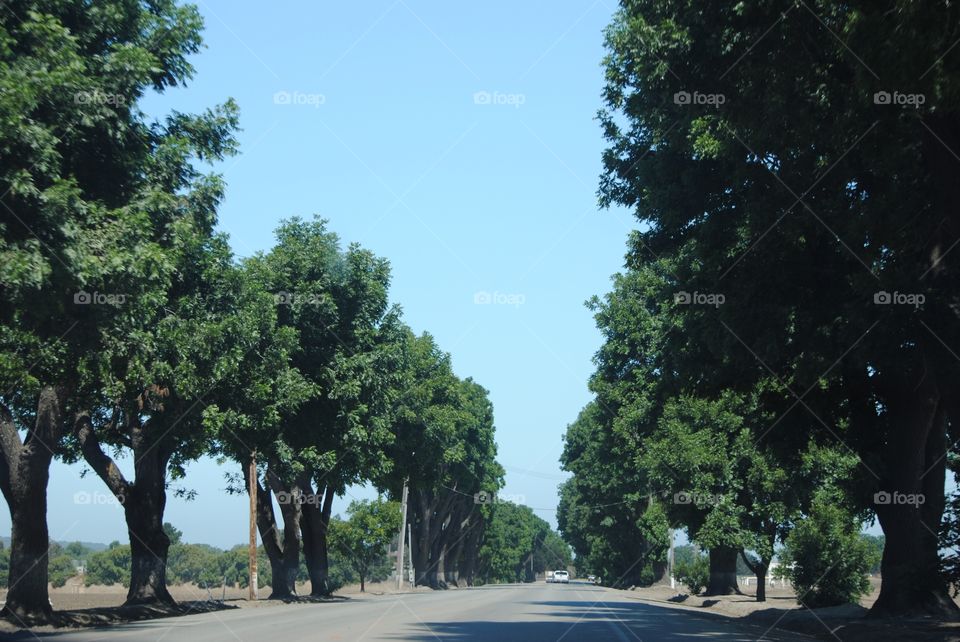 street of trees 