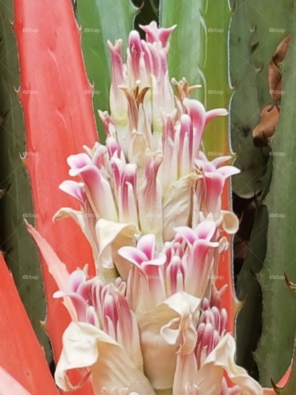 Cactus, Flora, Flower, Succulent, Garden