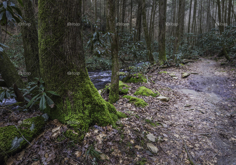 Beautiful wide angle of bear creek trail near Ellijay ga