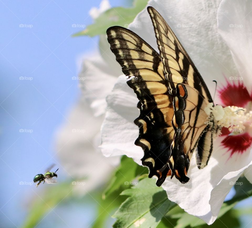 Yellow swallowtail butterfly on a white Rose of Sharon flower with a green sweat bee flying in just behind the butterfly 