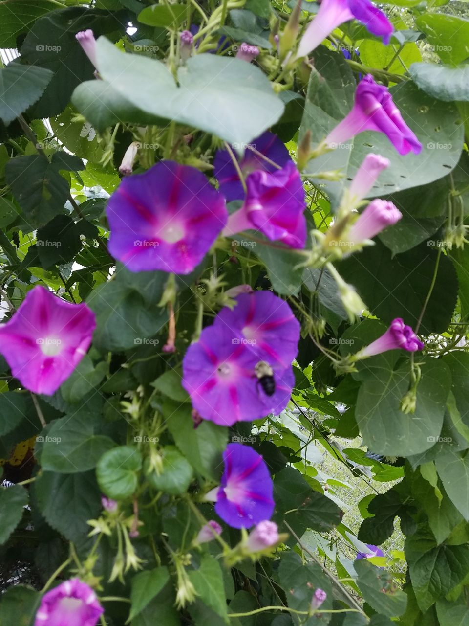 Bumble bee visits morning glory flowers