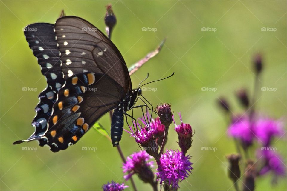 Spice bush Swallowtail 