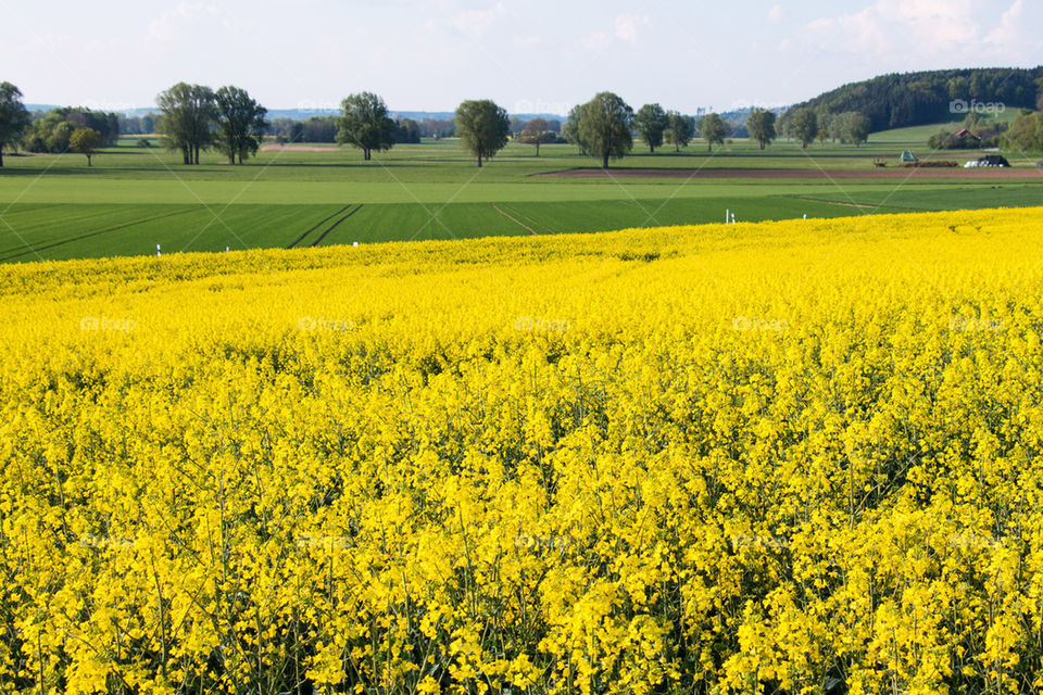 Yellow field of rapeseed flowers