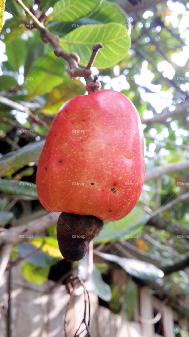 exquisite fruit
