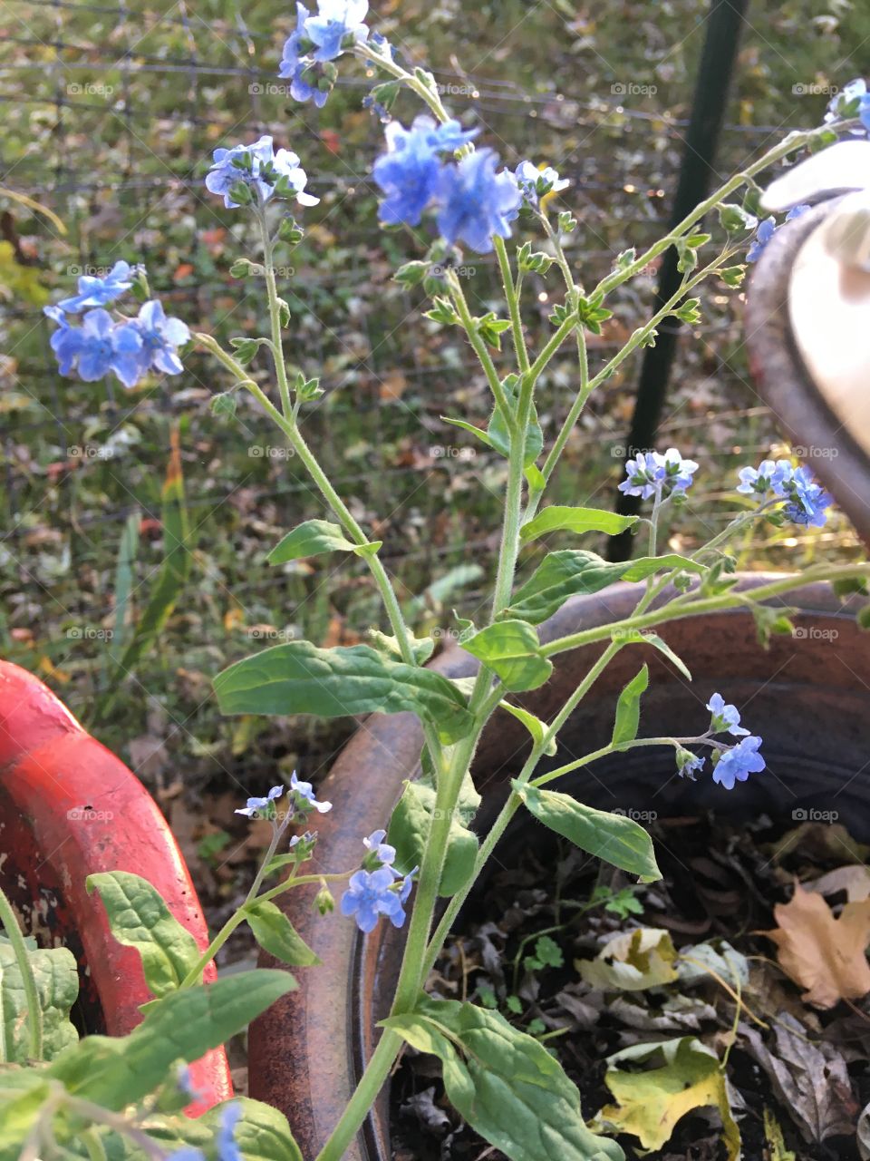 For get me nots. I’ll put these in my garden next year just a splash of color for my planer.