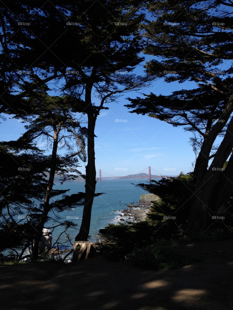 Golden gate view. Tree framed view of the Golden Gate Bridge 