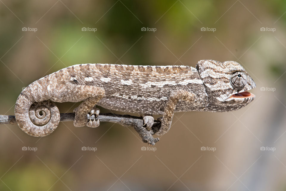 chameleon standing on the tree