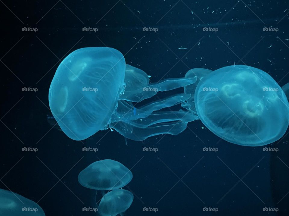 jellyfish