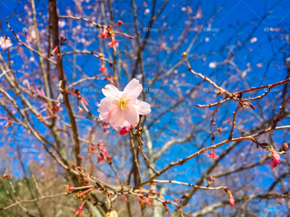 Cherry blossom in blooming
