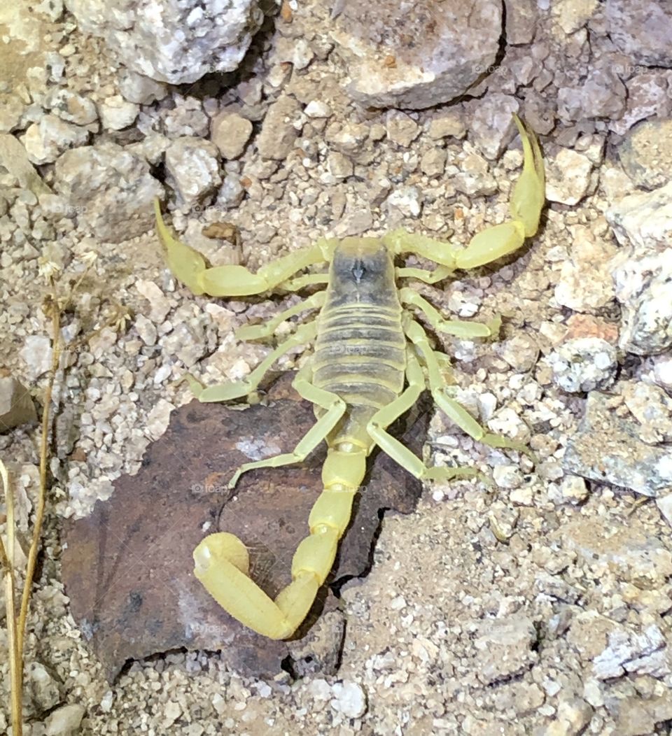 Giant desert hairy scorpion that was hiding under some rusted metal can 