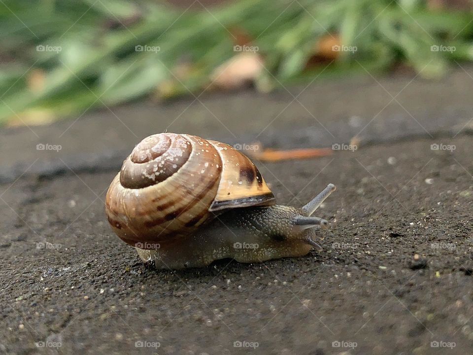 Tiny snail close-up