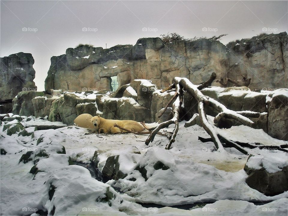 Polar bear at winter time / Urso polar no inverno