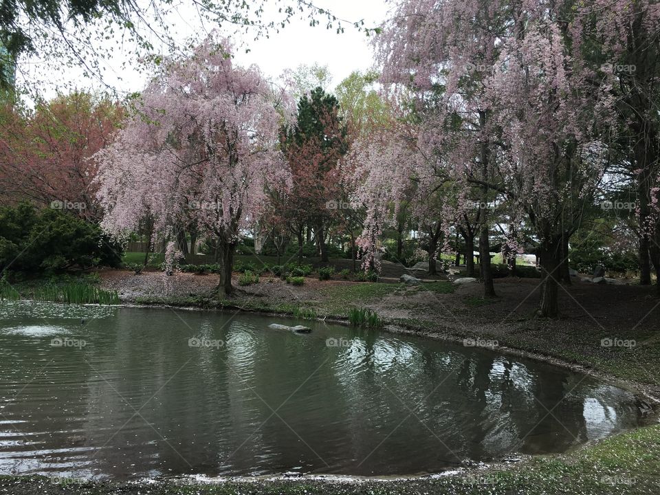 Cherry blossoms by pond