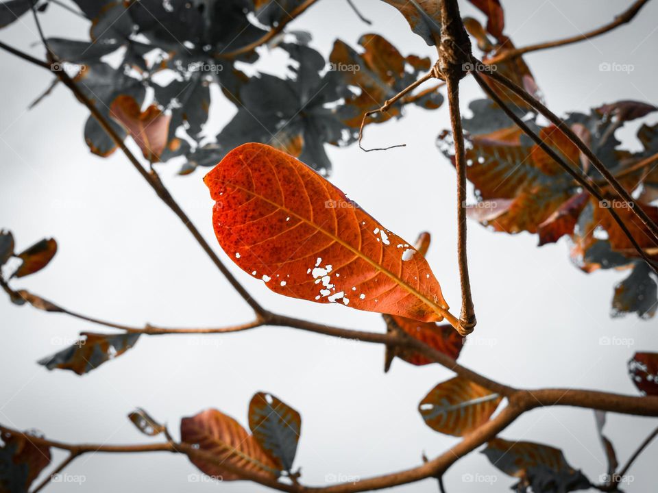 Red Leaf