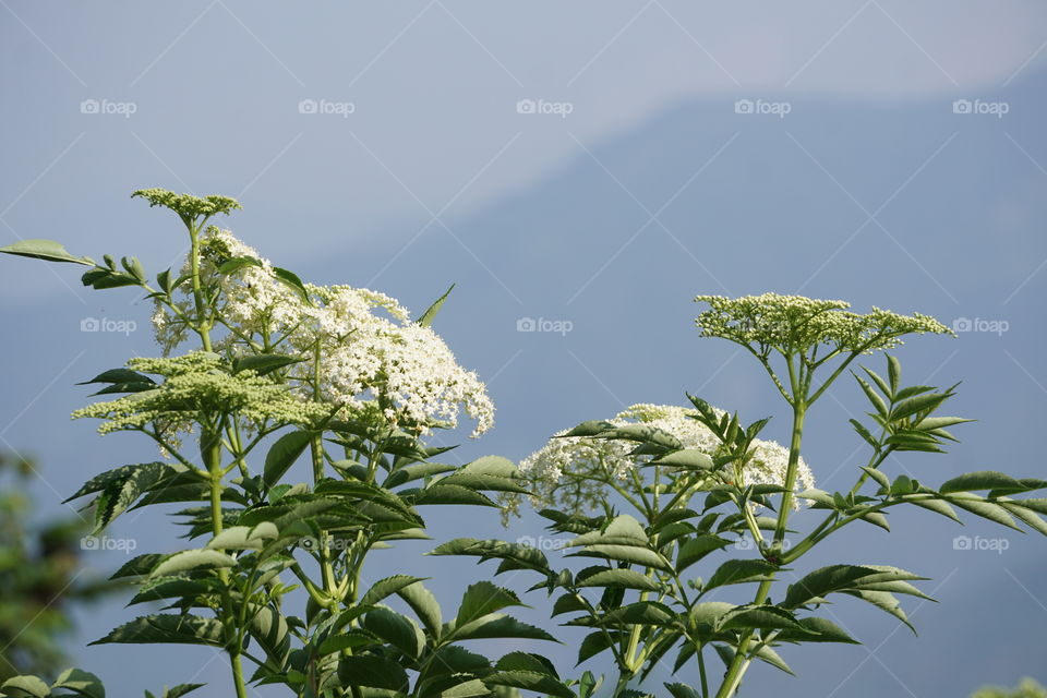 background  mountains white flowers