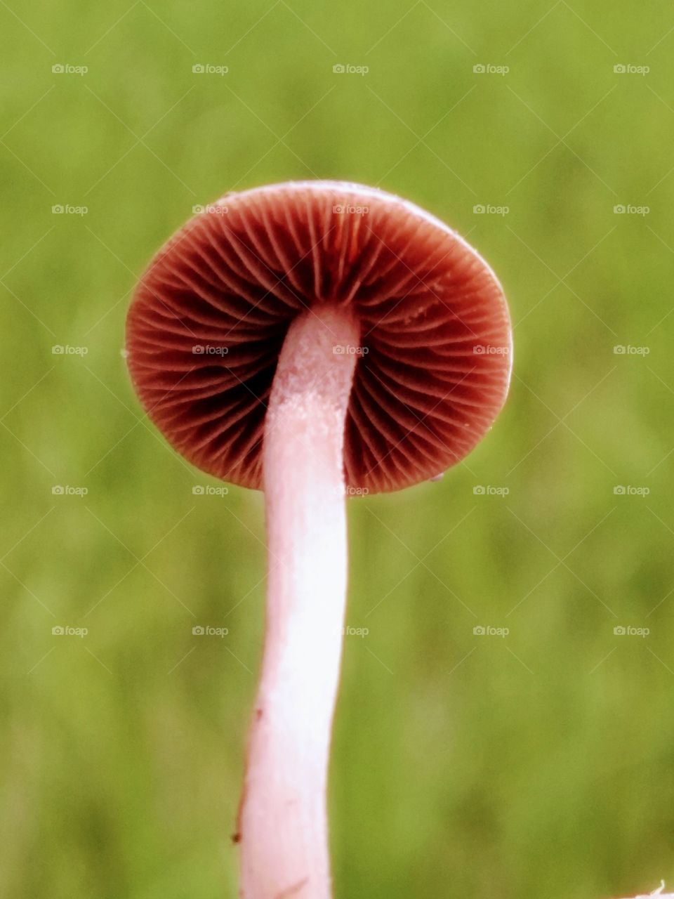 landscape growth mushroom