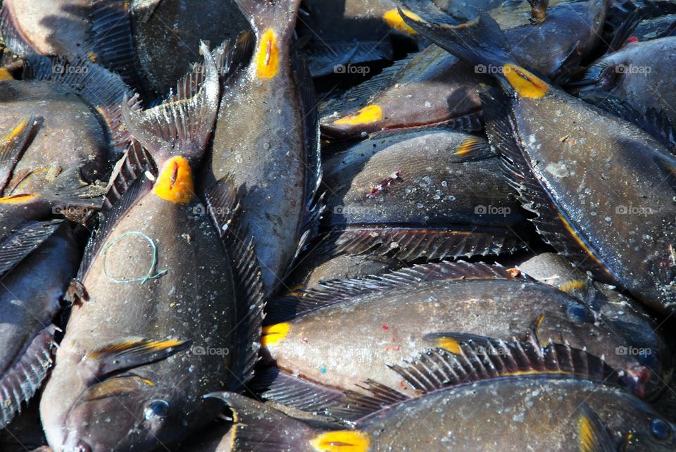 Fish market, Cape Verde