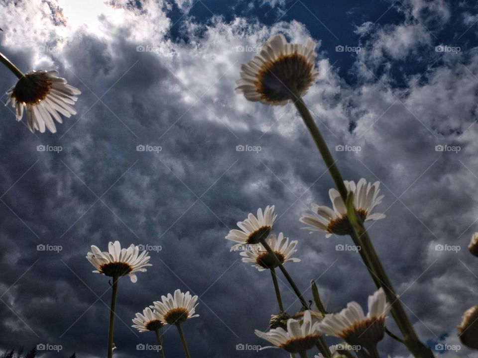 Wild camomiles over dramatic sky. 