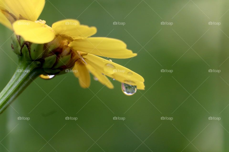 Yellow chrysanthemum with rain drop 