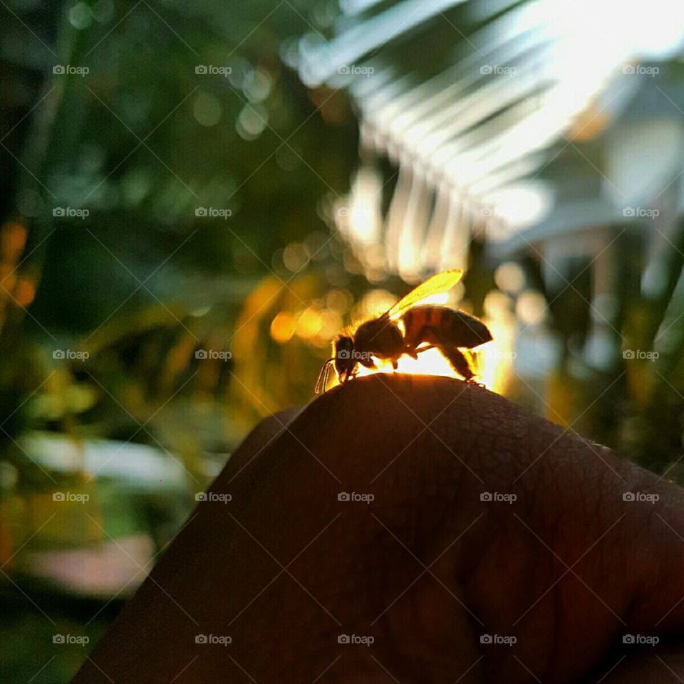 Bee silhouette