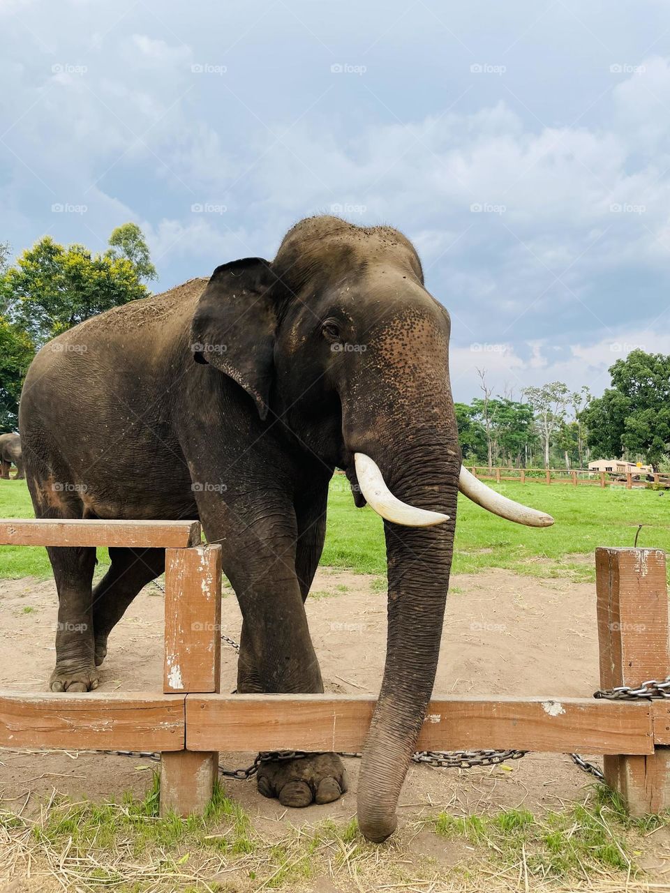 The incredible beauty of the world’s largest land mammal