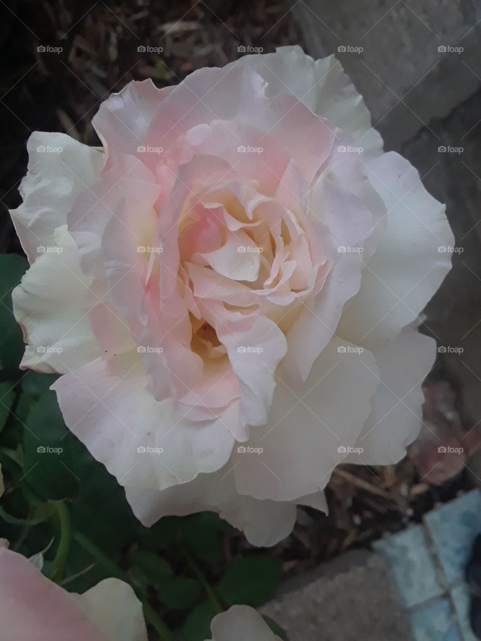 White rose with soft pink highlights