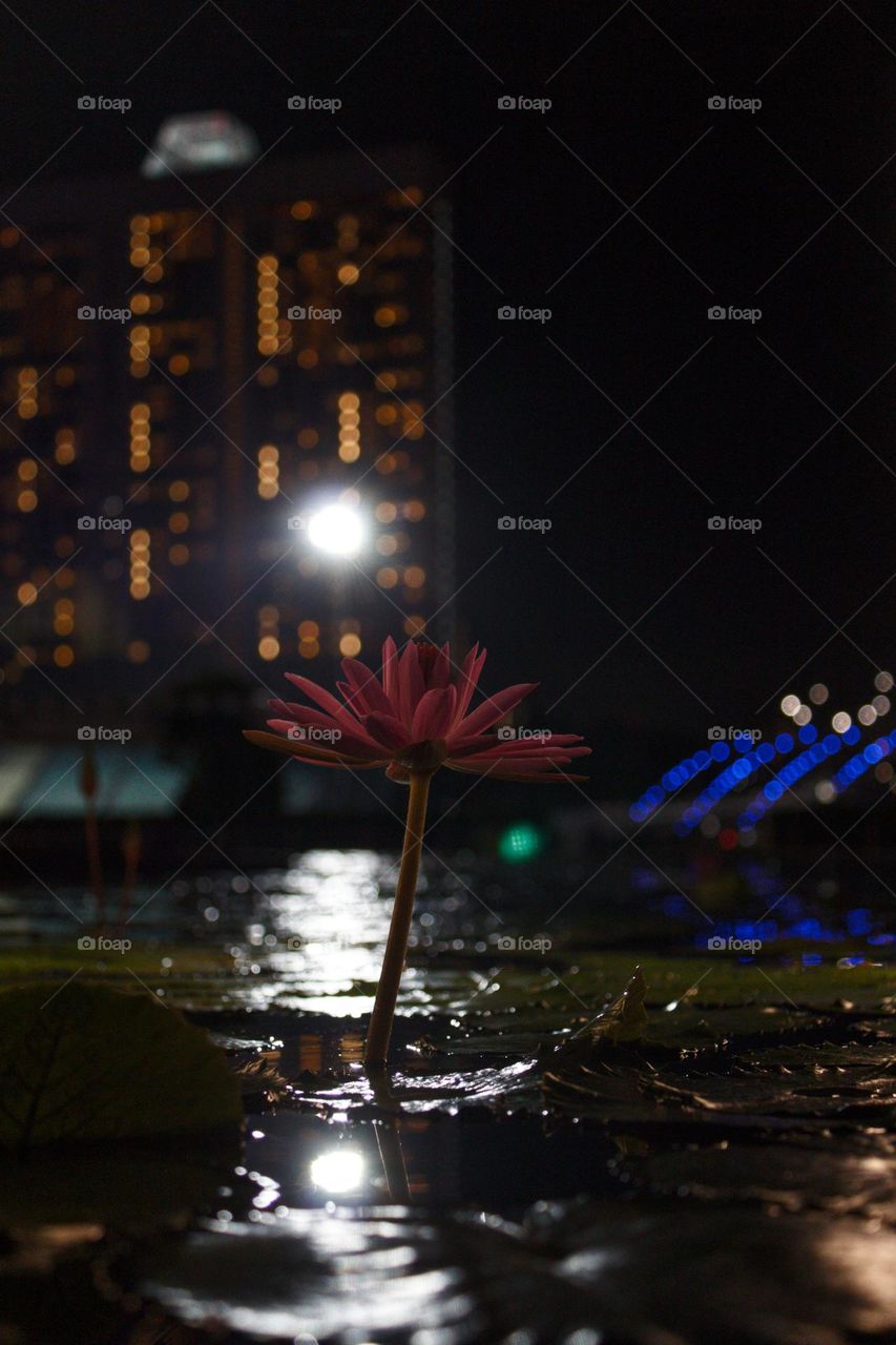 Water lily on the backdrop of a skyscraper in the water at night.