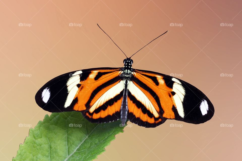 Butterfly, Insect, Nature, No Person, Wildlife