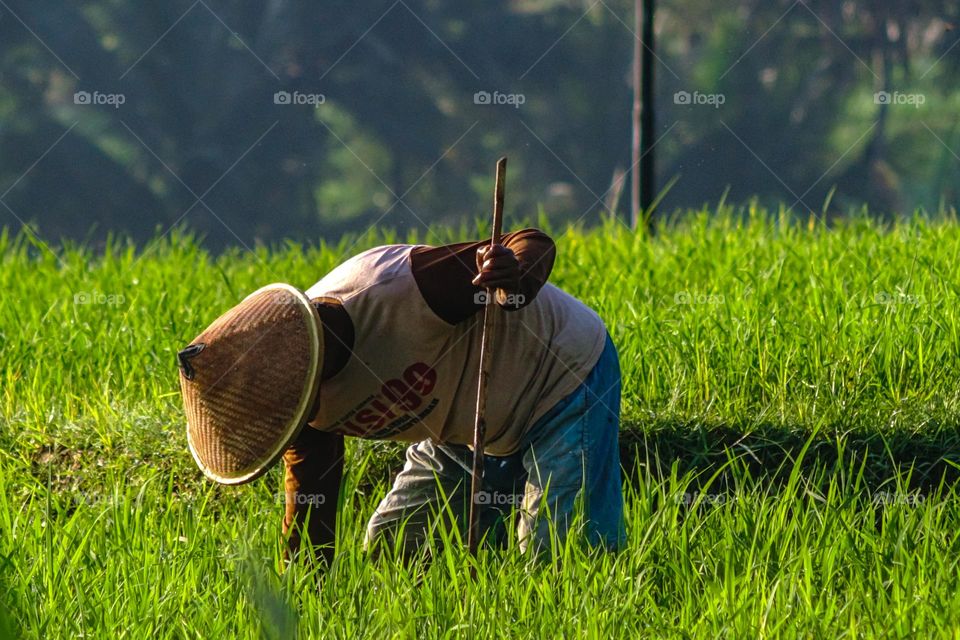 a farmer who is caring for his rice plants in Central Java, Indonesia