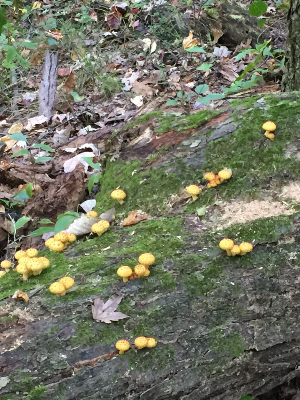 Yellow community of schrooms