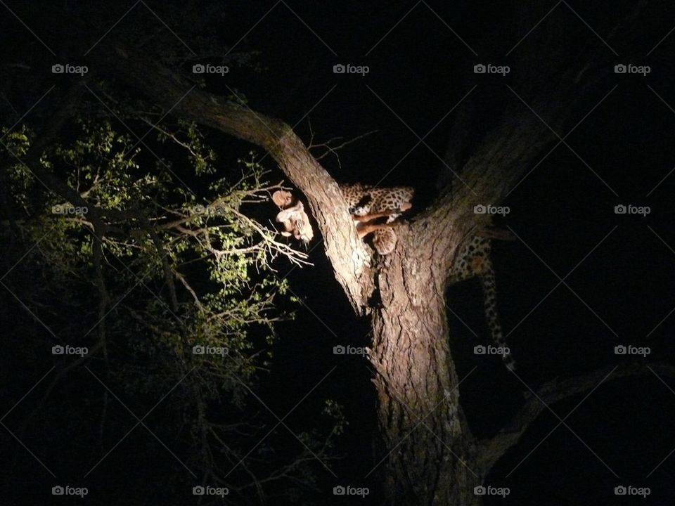 Leopard at night with kill