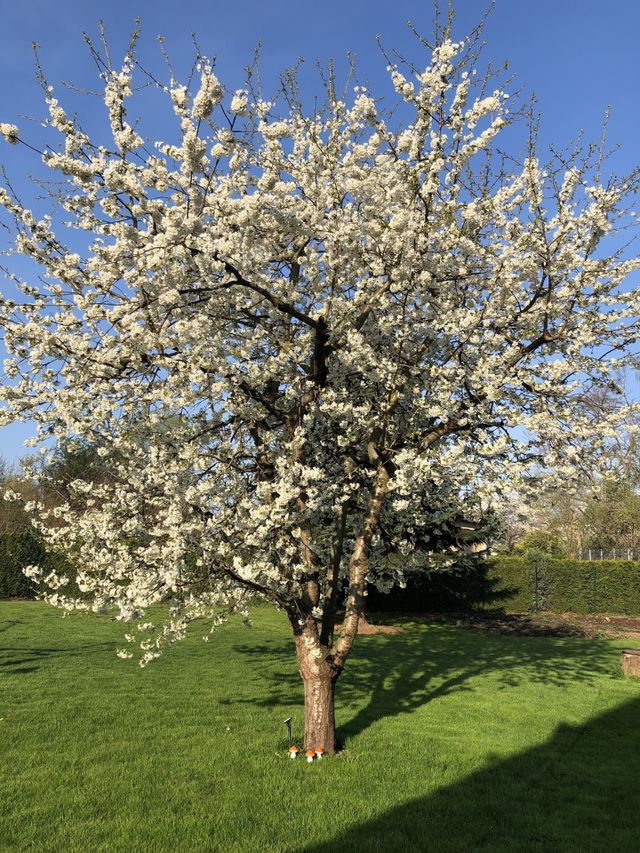 Kirschblüte