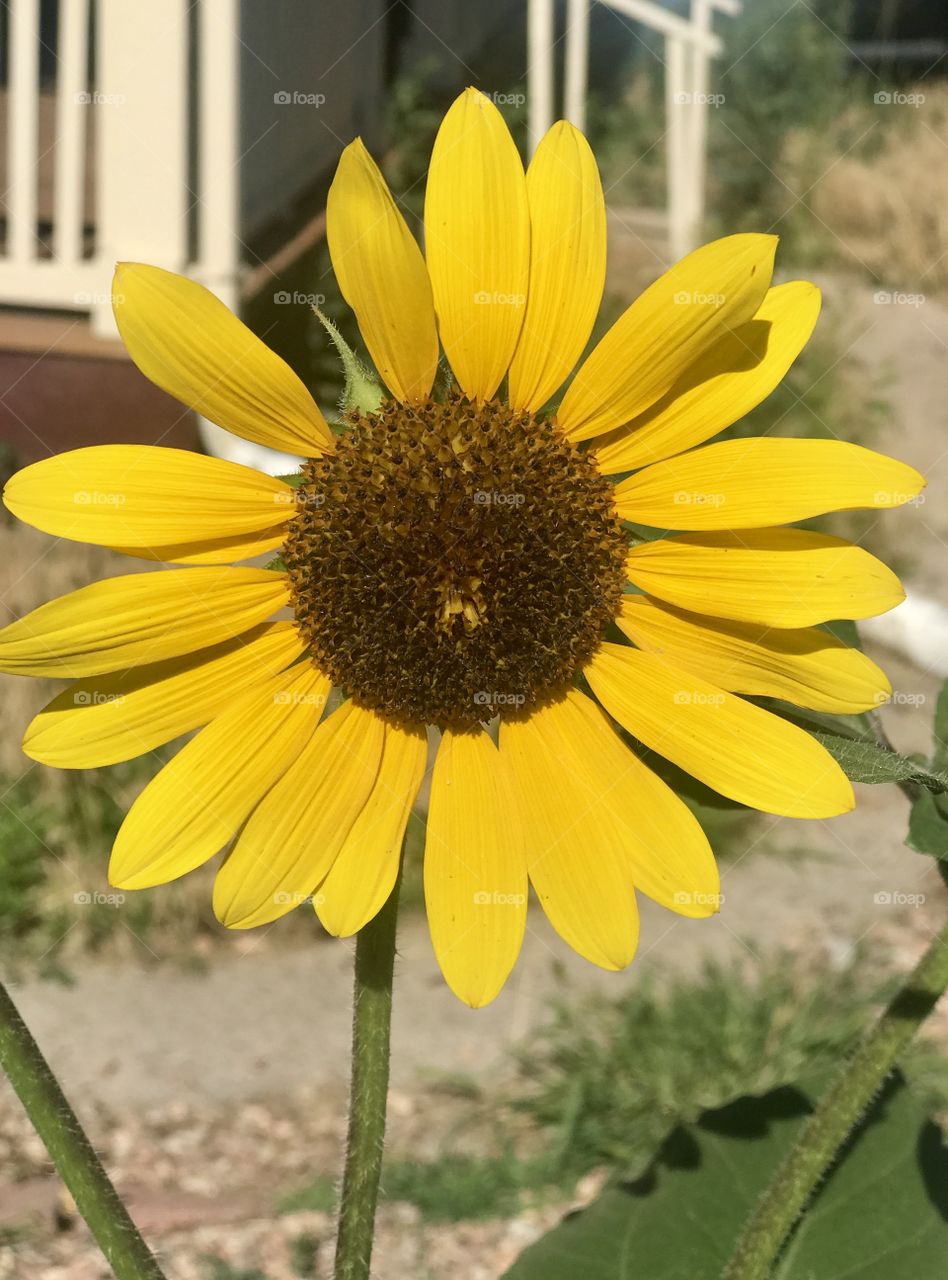 Urban sunflower