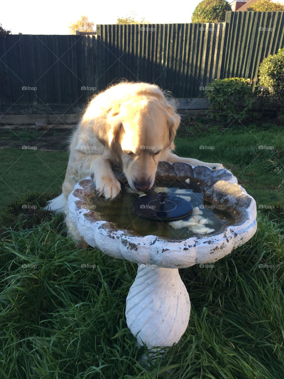 Nocas (Golden Retriever)