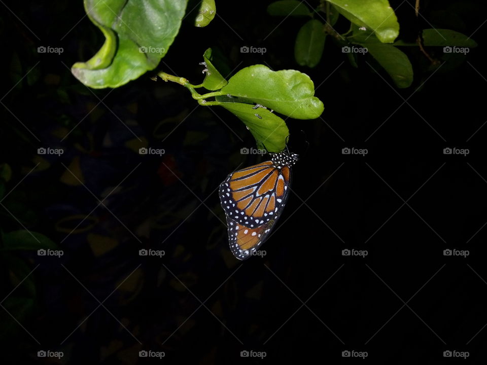 Butterfly in the darkness