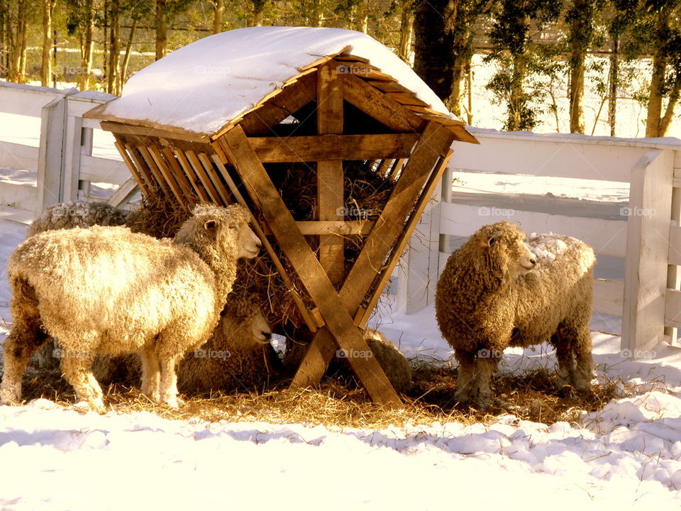 Feeding Time. Domesticated sheep on the grounds of Colonial Williamsburg.