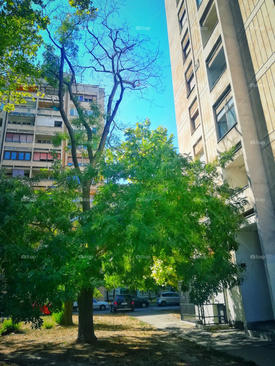 Tree and buildings