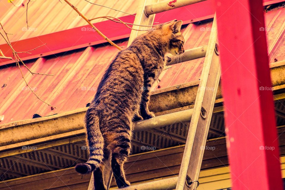 ladder climbing kitty