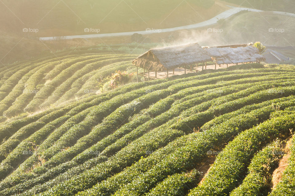 Green tea fields in Valley