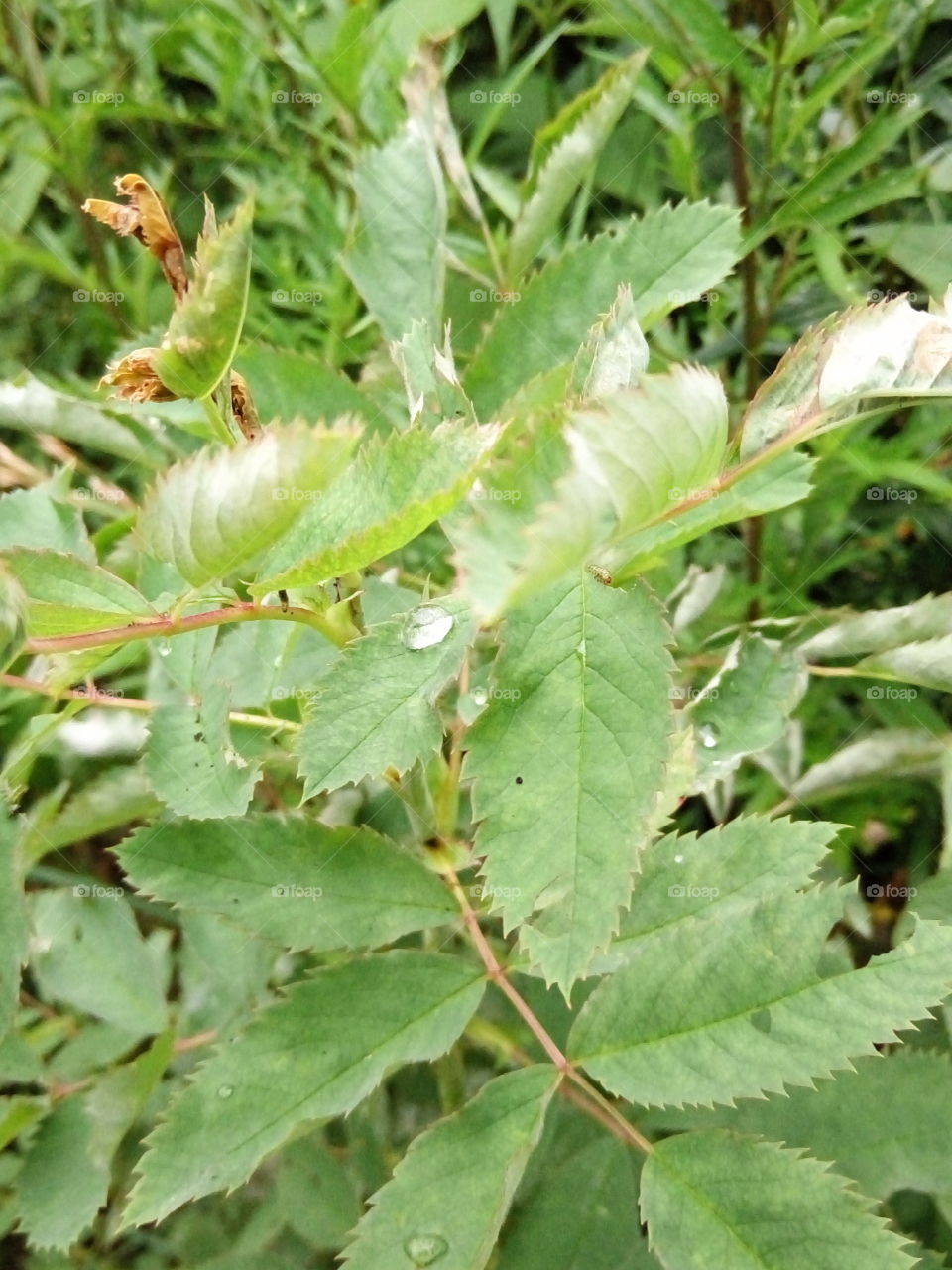 флора.роса.капельки.зеленый.природа.