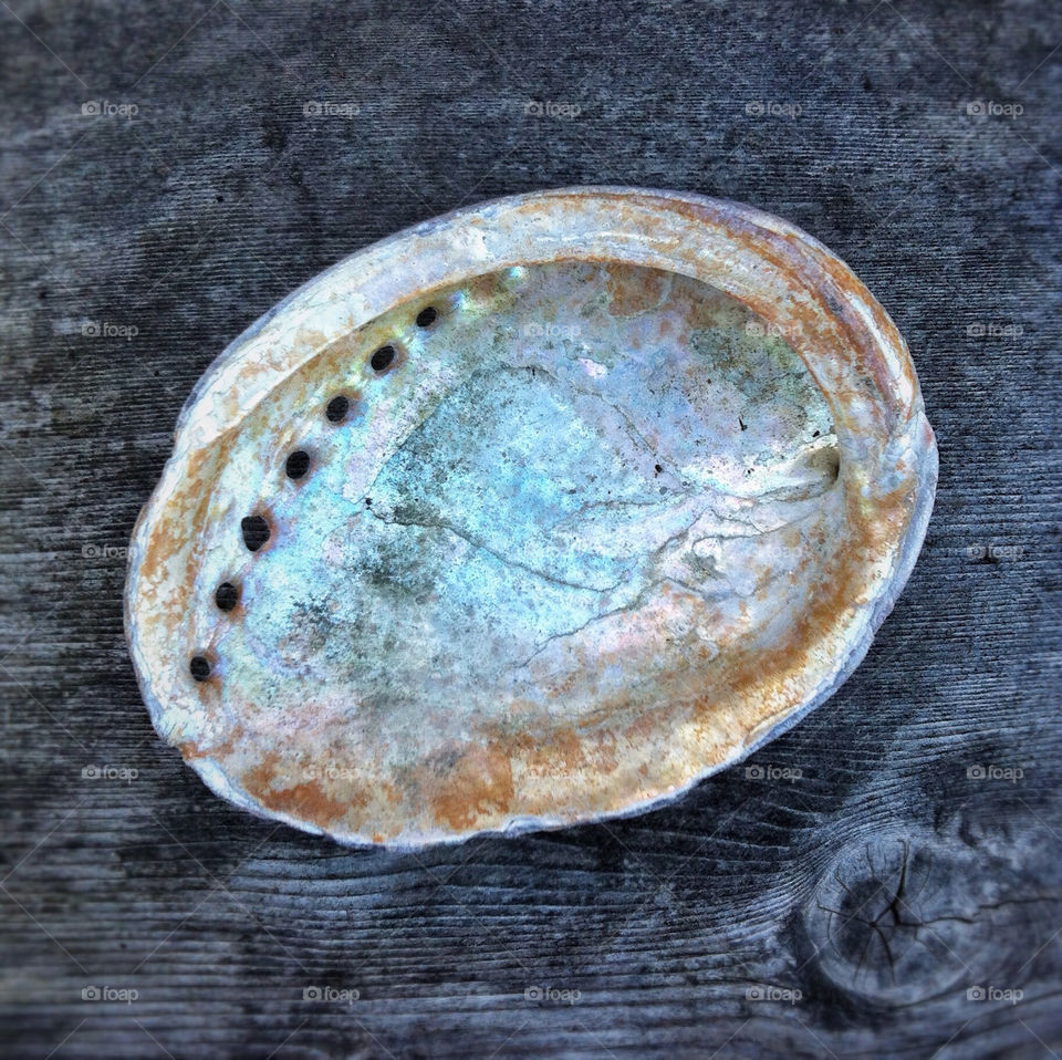 still life shell abalone by Coastsider