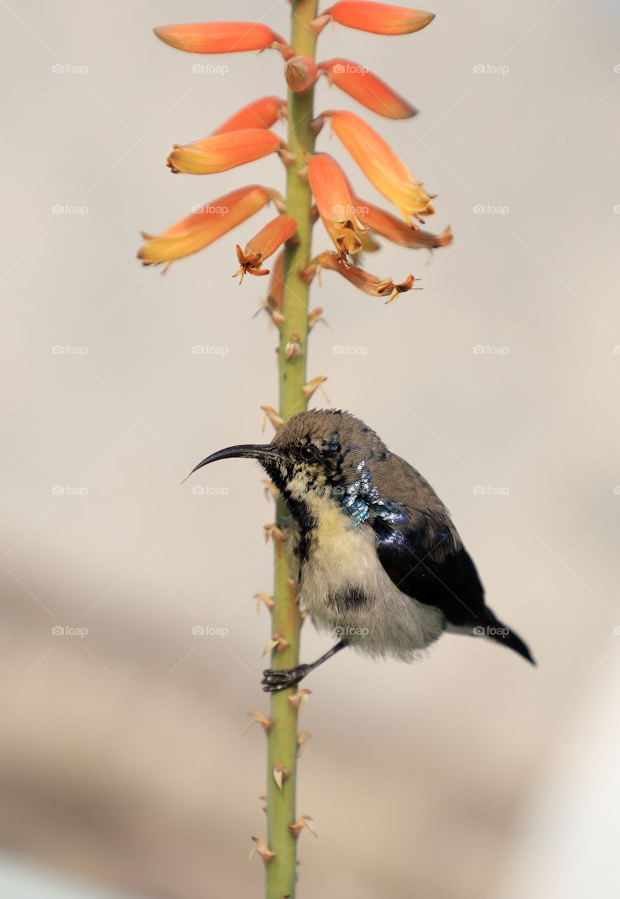 Hug a plant - Yellow Sunbird on Aloe Vera Flower