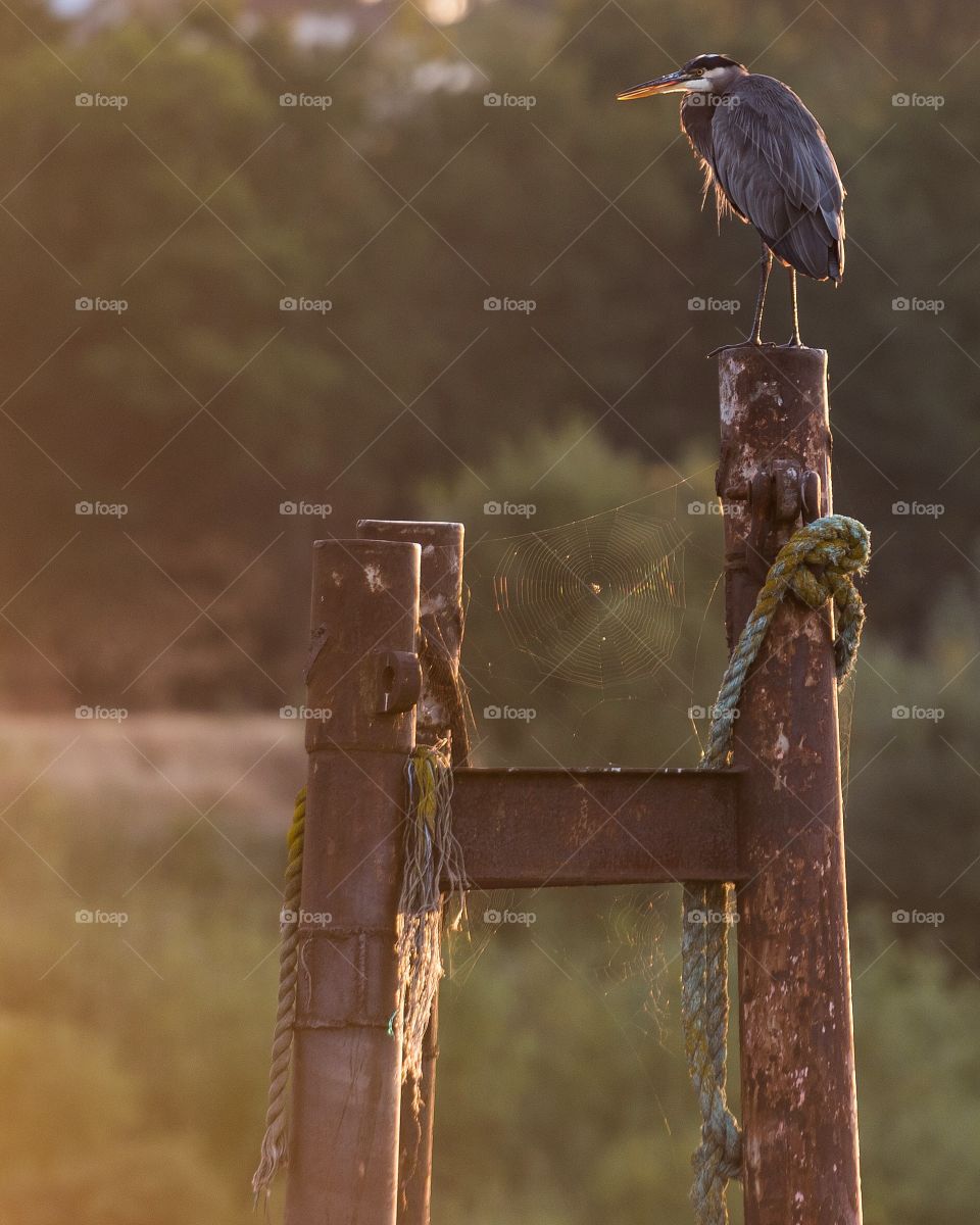 Heron over web in morning light 