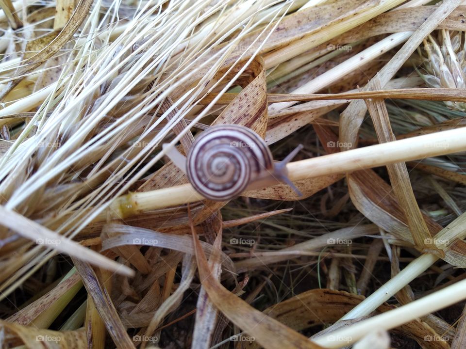 Snail