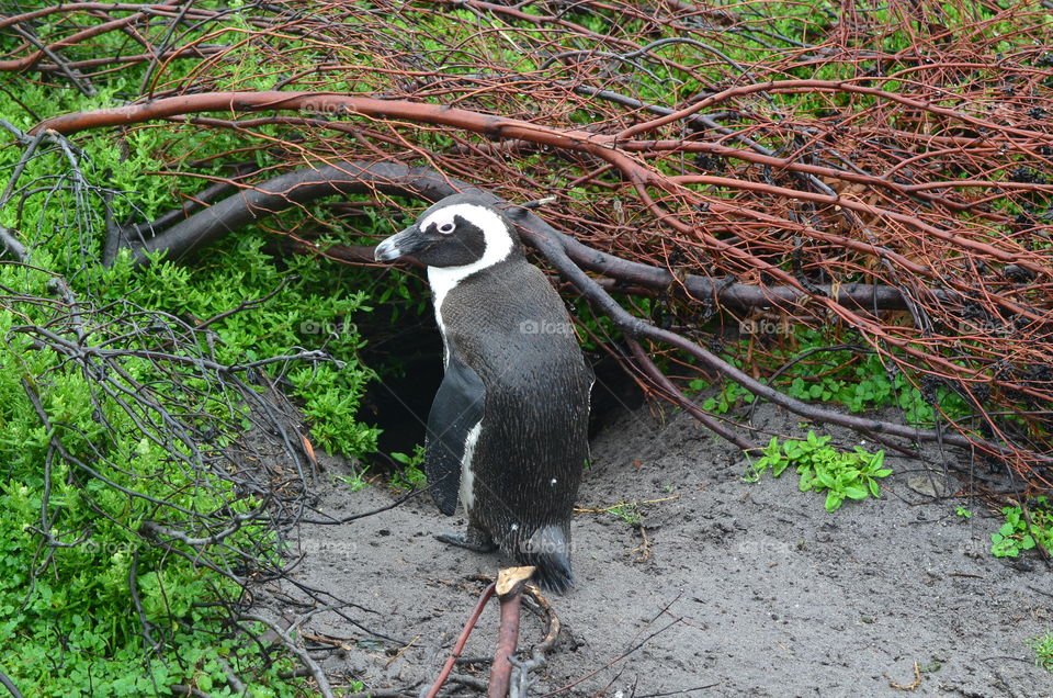 African penguins in South Africa