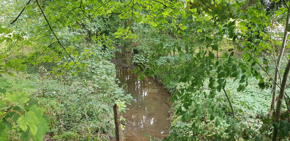 Stream and trees