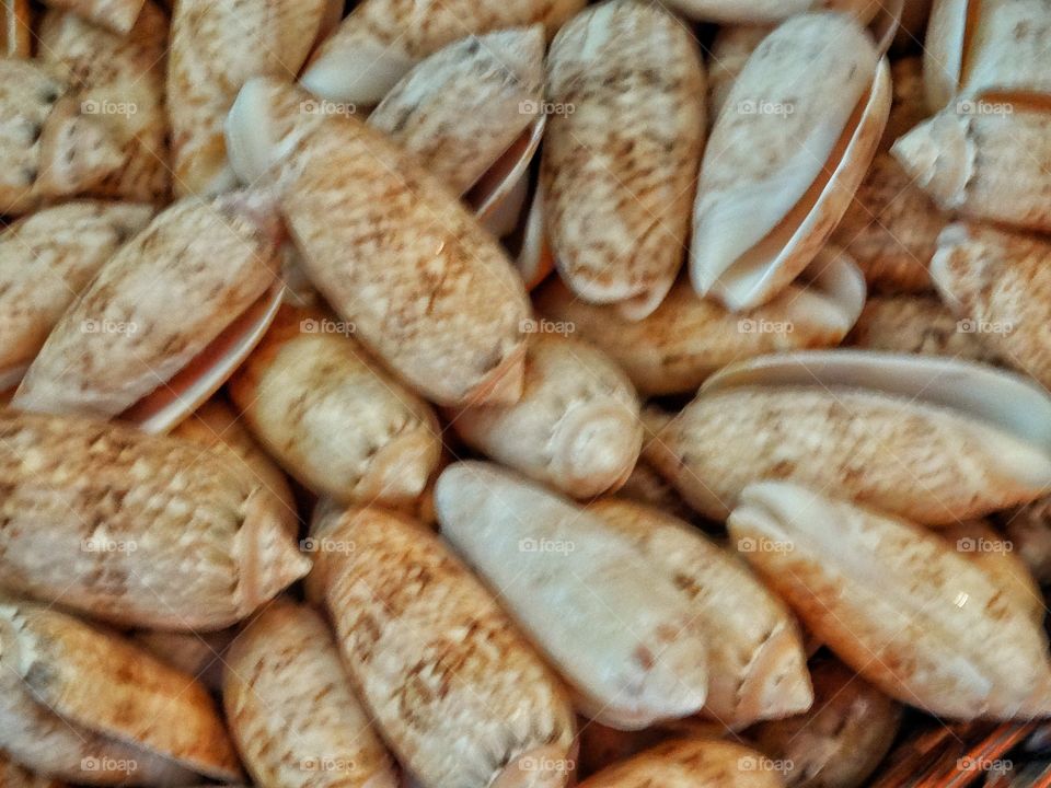 Sea Shells