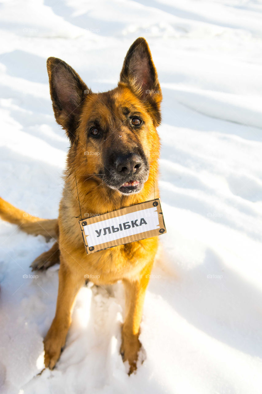 Dog's name is Smile. It is written in russian on the table and sounds like "ulibka"