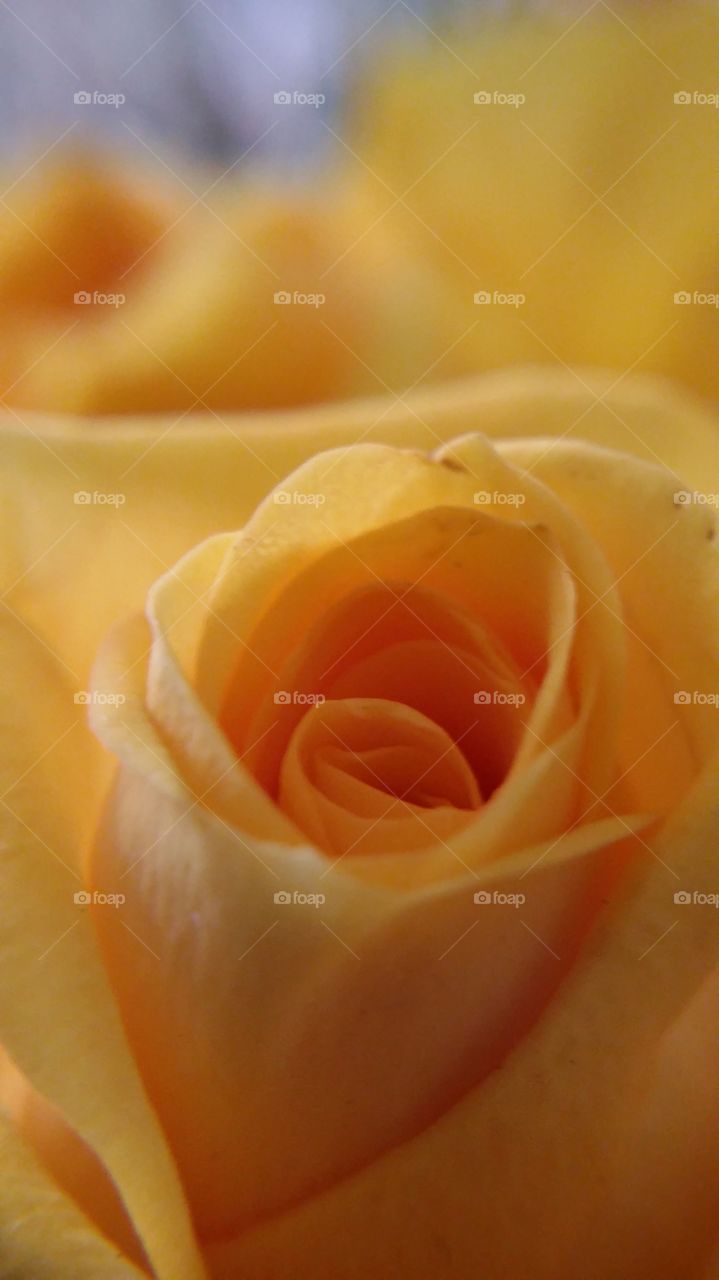 orange rose in makro focus